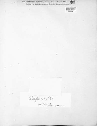Dothidella image